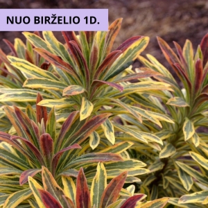 Karpažolė (Euphorbia x martinii) &#039;Ascot Rainbow&#039;